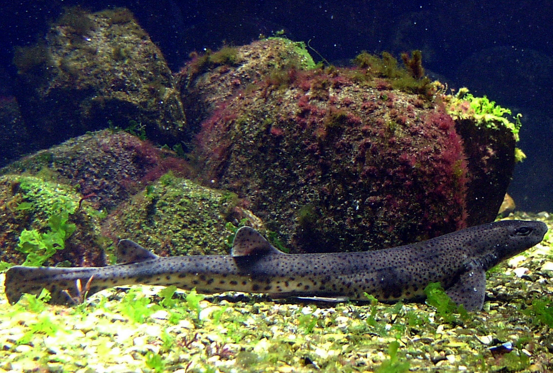 Scyliorhinus canicula (Gattuccio minore)